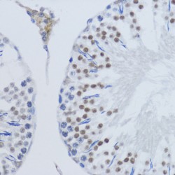 Histone H3K79me2 Antibody