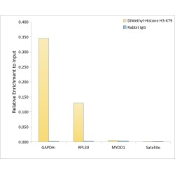Histone H3K79me2 Antibody