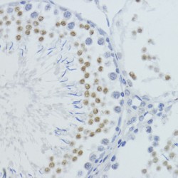 Histone H4K20me1 Antibody