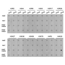 Histone H4K20me2 Antibody
