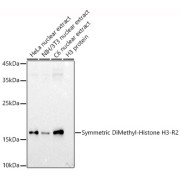 Western blot analysis of various lysates using Symmetric DiMethyl-Histone H3-R2 Antibody at 1/1000 dilution. Secondary antibody: HRP-conjugated Goat anti-Rabbit IgG (H+L) at 1/10000 dilution. Lysates/proteins: 25 µg per lane. Blocking buffer: 3% nonfat dry milk in TBST. Exposure time: 60s.