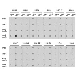 Histone H3R2me2s Antibody