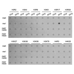 Histone H3R17me1 Antibody