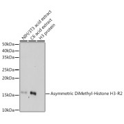 Western blot analysis of various lysates using Asymmetric DiMethyl-Histone H3-R2 Antibody at 1/500 dilution. Secondary antibody: HRP-conjugated Goat anti-Rabbit IgG (H+L) at 1/10000 dilution. Lysates/proteins: 25 µg per lane. Blocking buffer: 3% nonfat dry milk in TBST. Exposure time: 180s.