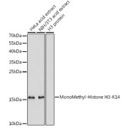 Western blot analysis of various lysates using MonoMethyl-Histone H3-K14 Antibody at 1/1000 dilution. Secondary antibody: HRP-conjugated Goat anti-Rabbit IgG (H+L) at 1/10000 dilution. Lysates/proteins: 25 µg per lane. Blocking buffer: 3% nonfat dry milk in TBST. Exposure time: 90s.