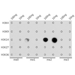 Trimethyl-Histone H3-K14 Antibody