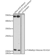 Western blot analysis of various lysates using TriMethyl-Histone H3-K14 Antibody at 1/500 dilution. Secondary antibody: HRP-conjugated Goat anti-Rabbit IgG (H+L) at 1/10000 dilution. Lysates/proteins: 25 µg per lane. Blocking buffer: 3% nonfat dry milk in TBST. Exposure time: 240s.