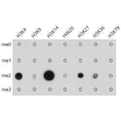 Histone H3(mono+di+methyl K79) Antibody