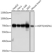 Western blot analysis of various lysates using HSP70/HSPA1 Mouse antibody at 1/1000 dilution. Secondary antibody: HRP-conjugated Goat anti-Mouse IgG (H+L) at 1/10000 dilution. Lysates/proteins: 25 µg per lane. Blocking buffer: 3% nonfat dry milk in TBST. Exposure time: 60s.