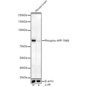 Western blot analysis of lysates from Mouse brain, using Phospho-APP-T668 Antibody at 1/1000 dilution. Secondary antibody: HRP-conjugated Goat anti-Rabbit IgG (H+L) at 1/10000 dilution. Lysates/proteins: 25 µg per lane. Blocking buffer: 3% nonfat dry milk in TBST. Exposure time: 90s.