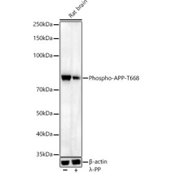 Amyloid-beta Precursor Protein Phospho-Thr743 (APP pT743) Antibody
