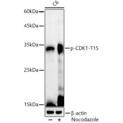 Cyclin Dependent Kinase 1 Phospho-Tyr15 (CDK1 pY15) Antibody