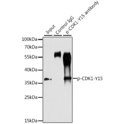 Cyclin Dependent Kinase 1 Phospho-Tyr15 (CDK1 pY15) Antibody