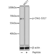 abx000107