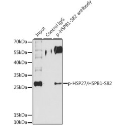 HSPB1 (pS82) Antibody