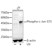 Western blot analysis of lysates from C6 cells, using Phospho-c-Jun-S73 Antibody at 1/400 dilution. C6 cells were treated by UV at room temperature for 15-30 minutes. Secondary antibody: HRP-conjugated Goat anti-Rabbit IgG (H+L) at 1/10000 dilution. Lysates/proteins: 25 µg per lane. Blocking buffer: 3% nonfat dry milk in TBST. Exposure time: 180s.
