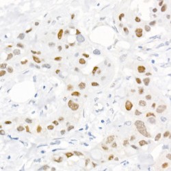 c-Jun (pS73) Antibody