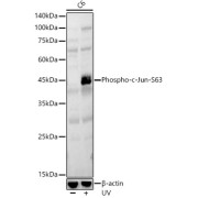 abx000133
