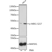 Western blot analysis of lysates from HeLa cells, using Phospho-MEK1-S217 Antibody. HeLa cells were treated by PMA/TPA (200 nM) at 37 °C for 15 minutes after serum-starvation overnight. Secondary antibody: HRP-conjugated Goat anti-Rabbit IgG (H+L) at 1/10000 dilution. Lysates/proteins: 25 µg per lane. Blocking buffer: 3% nonfat dry milk in TBST. Exposure time: 60s.