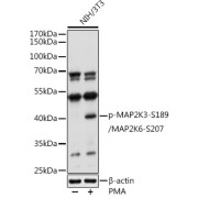 Western blot analysis of lysates from NIH/3T3 cells, using Phospho-MAP2K3-S189/MAP2K6-S207 Antibody at 1/1000 dilution. NIH/3T3 cells were treated by PMA/TPA (200 nM) at 37 °C for 30 minutes after serum-starvation overnight. Secondary antibody: HRP-conjugated Goat anti-Rabbit IgG (H+L) at 1/10000 dilution. Lysates/proteins: 25 µg per lane. Blocking buffer: 3% nonfat dry milk in TBST. Exposure time: 5s.