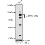 Western blot analysis of lysates from HeLa cells, using Phospho-STAT3-Y705 Antibody at 1/500 dilution. HeLa cells were treated by IFN-α (100 ng/ml) at 37 °C for 30 minutes after serum-starvation overnight. Secondary antibody: HRP-conjugated Goat anti-Rabbit IgG (H+L) at 1/10000 dilution. Lysates/proteins: 25 µg per lane. Blocking buffer: 3% nonfat dry milk in TBST. Exposure time: 180s.