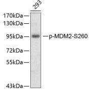 Western blot analysis of lysates from 293 cells, using Phospho-MDM2-S260 Antibody. Secondary antibody: HRP-conjugated Goat anti-Rabbit IgG (H+L) at 1/10000 dilution. Lysates/proteins: 25 µg per lane. Blocking buffer: 3% BSA.