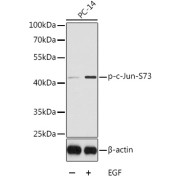 Western blot analysis of lysates from PC14 cells using Phospho-c-Jun-S73 Antibody. Secondary antibody: HRP-conjugated Goat anti-Rabbit IgG (H+L) at 1/10000 dilution. Lysates/proteins: 25 µg per lane. Blocking buffer: 3% BSA.