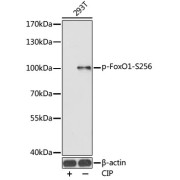 Western blot analysis of lysates from 293T cells, using Phospho-FoxO1-S256 Antibody . 293T were treated by CIP (20 µl CIP for each 400 µl cell lysate) at 37 °C for 1 hour. Secondary antibody: HRP-conjugated Goat anti-Rabbit IgG (H+L) at 1/10000 dilution. Lysates/proteins: 25 µg per lane. Blocking buffer: 3% BSA. Exposure time: 90s.