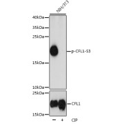 Western blot analysis of lysates from NIH/3T3 cells, using Phospho-CFL1-S3 Antibody. NIH/3T3 cells were treated by CIP(20uL/400ul) at 37 °C for 1 hour. Secondary antibody: HRP-conjugated Goat anti-Rabbit IgG (H+L) at 1/10000 dilution. Lysates/proteins: 25 µg per lane. Blocking buffer: 3% BSA. Exposure time: 3s.