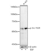 Western blot analysis of lysates from A-431 cells, using Phospho-Src-Y529 Antibody at 1/1000 dilution. A-431 cells were treated by EGF (100 ng/ml) at 37 °C for 30 minutes after serum-starvation overnight. Secondary antibody: HRP-conjugated Goat anti-Rabbit IgG (H+L) at 1/10000 dilution. Lysates/proteins: 25 µg per lane. Blocking buffer: 3% nonfat dry milk in TBST. Exposure time: 60s.