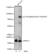 abx000243