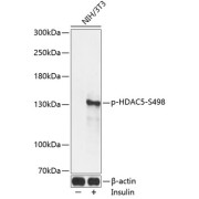 abx000254