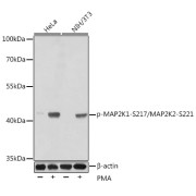 Western blot analysis of lysates from HeLa cells using Phospho-MAP2K1-S217/MAP2K2-S221 Antibody at 1/6000 dilution. HeLa cells were treated by PMA (200 nM) at 37 °C for 15 minutes after serum-starvation overnight. Secondary antibody: HRP-conjugated Goat anti-Rabbit IgG (H+L) at 1/10000 dilution. Lysates/proteins: 25 µg per lane. Blocking buffer: 3% nonfat dry milk in TBST. Exposure time: 90s.