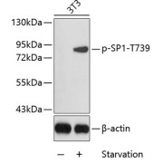 Western blot analysis of lysates from 3T3 cells, using Phospho-SP1-T739 Antibody. Secondary antibody: HRP-conjugated Goat anti-Rabbit IgG (H+L) at 1/10000 dilution. Lysates/proteins: 25 µg per lane. Blocking buffer: 3% BSA.