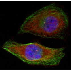 Mitogen-Activated Protein Kinase 3 Phospho-Thr202 (MAPK3 pT202) Antibody