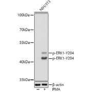 Western blot analysis of lysates from NIH/3T3 cells, using Phospho-ERK1-Y204 + ERK2-Y187 Antibody at 1/1000 dilution. NIH/3T3 cells were treated by PMA/TPA (200 nM) at 37 °C for 30 minutes after serum-starvation overnight. Secondary antibody: HRP-conjugated Goat anti-Rabbit IgG (H+L) at 1/10000 dilution. Lysates/proteins: 25 µg per lane. Blocking buffer: 3% nonfat dry milk in TBST. Exposure time: 1s.