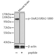 abx000308