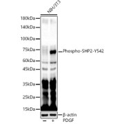 Western blot analysis of lysates from NIH/3T3 cells, using Phospho-SHP2-Y542 Antibody at 1/700 dilution. NIH/3T3 cells were treated by PDGF (100 ng/ml) at 37 °C for 30 minutes after serum-starvation overnight. Secondary antibody: HRP-conjugated Goat anti-Rabbit IgG (H+L) at 1/10000 dilution. Lysates/proteins: 25 µg per lane. Blocking buffer: 3% nonfat dry milk in TBST. Exposure time: 60s.
