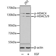Western blot analysis of lysates from 293 cells, using Phospho-HDAC4-S246/HDAC5-S259/HDAC9-S220 Antibody. 293 cells were treated by EGF. Secondary antibody: HRP-conjugated Goat anti-Rabbit IgG (H+L) at 1/10000 dilution. Lysates/proteins: 25 µg per lane. Blocking buffer: 3% BSA.