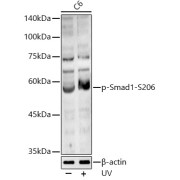 Western blot analysis of lysates from C6 cells, using Phospho-Smad1-S206 Antibody at 1/1000 dilution. C6 cells were treated by UV at room temperature for 15-30 minutes. Secondary antibody: HRP-conjugated Goat anti-Rabbit IgG (H+L) at 1/10000 dilution. Lysates/proteins: 25 µg per lane. Blocking buffer: 3% nonfat dry milk in TBST. Exposure time: 180s.