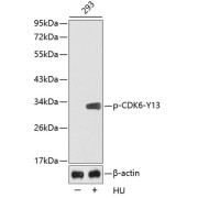 Western blot analysis of lysates from 293 cells using Phospho-CDK6-Y13 Antibody. Secondary antibody: HRP-conjugated Goat anti-Rabbit IgG (H+L) at 1/10000 dilution. Lysates/proteins: 25 µg per lane. Blocking buffer: 3% BSA.