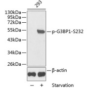 Western blot analysis of lysates from 293 cells, using Phospho-G3BP1-S232 Antibody. Secondary antibody: HRP-conjugated Goat anti-Rabbit IgG (H+L) at 1/10000 dilution. Lysates/proteins: 25 µg per lane. Blocking buffer: 3% BSA.