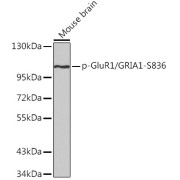 Western blot analysis of lysates from mouse brain, using Phospho-GluR1/GRIA1-S836 Antibody. Secondary antibody: HRP-conjugated Goat anti-Rabbit IgG (H+L) at 1/10000 dilution. Lysates/proteins: 25 µg per lane. Blocking buffer: 3% BSA.