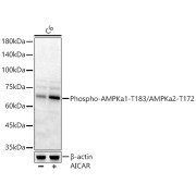 Western blot analysis of lysates from C6 cells, using Phospho-AMPKa1-T183/AMPKa2-T172 Antibody at 1/1000 dilution. C6 cells were treated by AICAR (0. 5 mM) at 37 °C for 30 minutes after serum-starvation overnight. Secondary antibody: HRP-conjugated Goat anti-Rabbit IgG (H+L) at 1/10000 dilution. Lysates/proteins: 25 µg per lane. Blocking buffer: 3% nonfat dry milk in TBST. Exposure time: 90s.