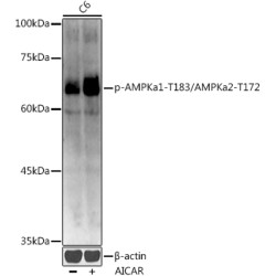 PRKAA1 (pT183 / T172) Antibody