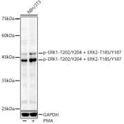 Western blot analysis of lysates from NIH/3T3 cells using Phospho-ERK1-T202/Y204 + ERK2-T185/Y187 Antibody at 1/1000 dilution. NIH/3T3 cells were treated by PMA/TPA (200 nM) at 37 °C for 30 minutes after serum-starvation overnight. Secondary antibody: HRP-conjugated Goat anti-Rabbit IgG (H+L) at 1/10000 dilution. Lysates/proteins: 25 µg per lane. Blocking buffer: 3% nonfat dry milk in TBST. Exposure time: 180s.