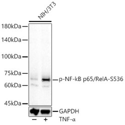 RELA (pS536) Antibody