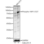 Western blot analysis of lysates from NIH/3T3 cells, using Phospho-YAP1-S127 Antibody at 1/400 dilution. NIH/3T3 cells were treated by Calyculin A (100 nM) at 37 °C for 30 minutes after serum-starvation overnight. Secondary antibody: HRP-conjugated Goat anti-Rabbit IgG (H+L) at 1/10000 dilution. Lysates/proteins: 25 µg per lane. Blocking buffer: 3% nonfat dry milk in TBST. Exposure time: 60s.