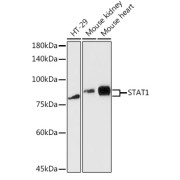 abx000529