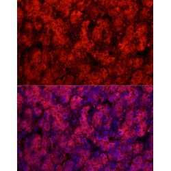 Cytochrome P450 1A2 (CYP1A2) Antibody